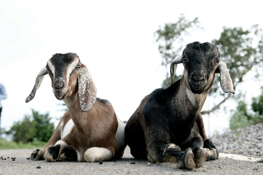 Bucharest: Ranch with Domestic Animals Day Trip - Meeting domestic animals at the ranch