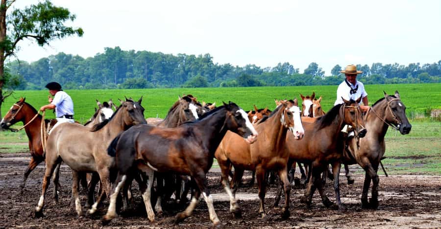 Buenos Aires: Santa Susana Ranch Day Tour, BBQ & Shows - What the $270 price really buys you