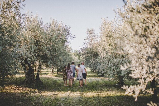 Buje: Authentic Istrian family farm, guided walk, foods & wine - From Roman harvesting to modern pressing