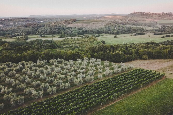 Buje: Authentic Istrian family farm, guided walk, foods & wine - What the two-hour format is really worth