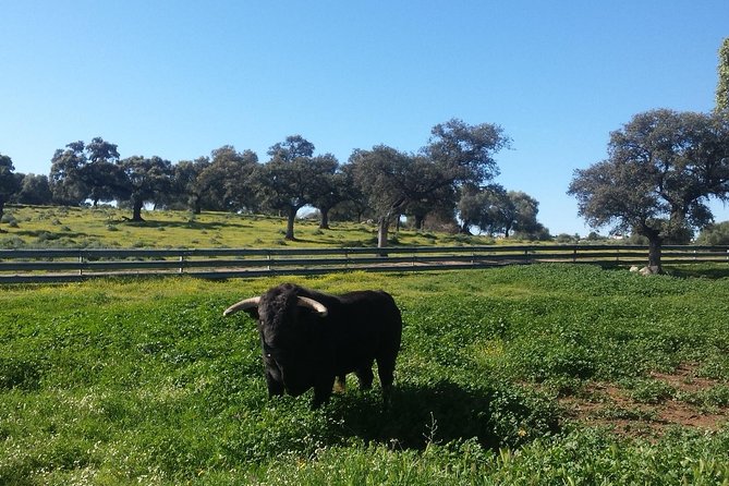 Bull Breeding Farm: Guided Half-Day Tour from Seville - Leaving Seville for the bull country