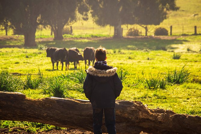 Bull Breeding Farm: Guided Half-Day Tour from Seville - What the four-hour schedule really means