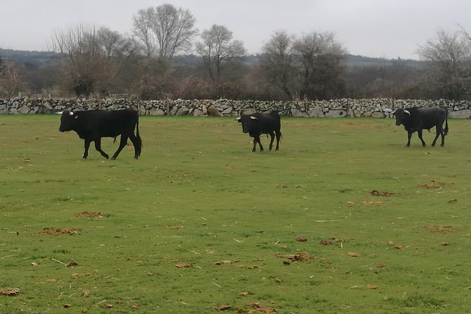 Bull Breeding Farm: Guided Half-Day Tour from Seville - Is $114.14 a fair price?