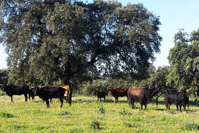 Bull Breeding Farm: Guided Half-Day Tour from Seville - Who should think twice before booking