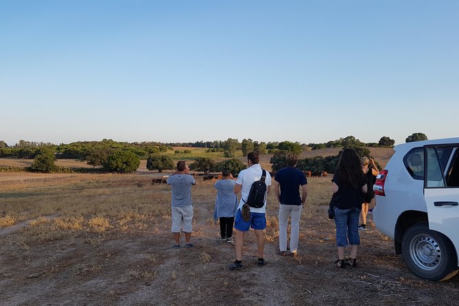 Bull Breeding Farm: Guided Half-Day Tour from Seville - Practical advice for a smoother visit