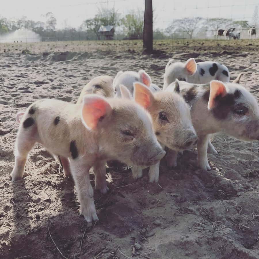 Bundaberg: Family-Friendly Entry Ticket to Splitters Farm - What is not included