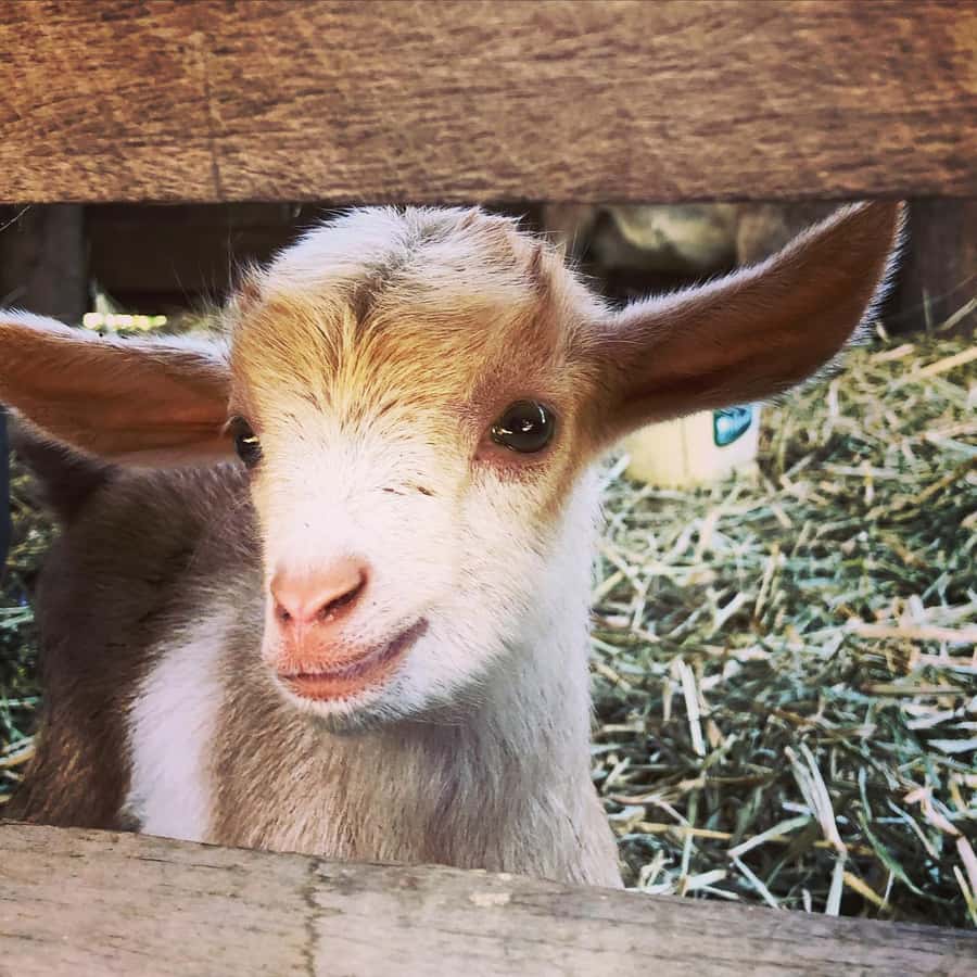 Bundaberg: Family-Friendly Entry Ticket to Splitters Farm - Should you book this farm visit?
