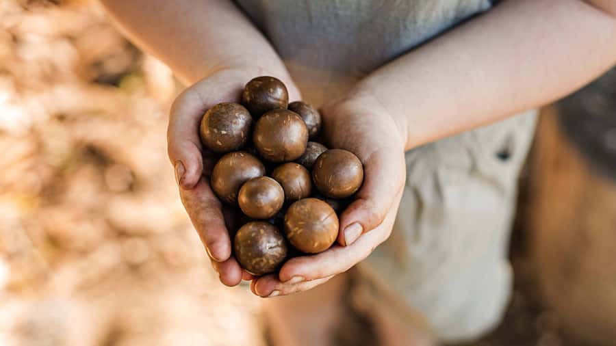 Bundaberg: Macadamia Orchard Tour - Arriving beneath the orchard canopy