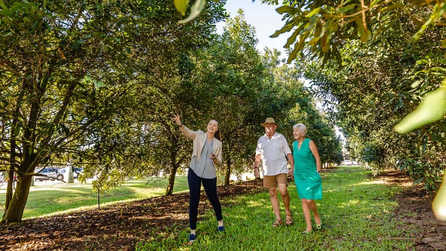 Bundaberg: Macadamia Orchard Tour - The Steinhardt family story gives the tour its backbone