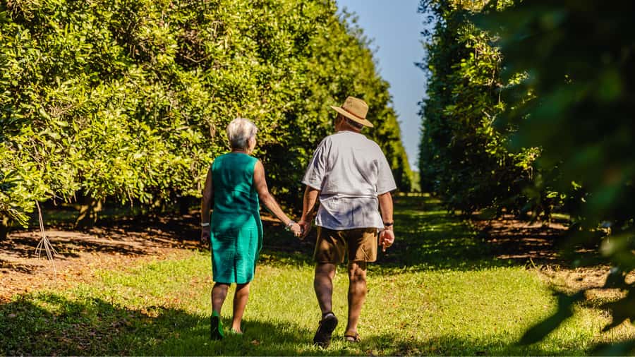 Bundaberg: Macadamia Orchard Tour - Orchard rows show the work behind each harvest