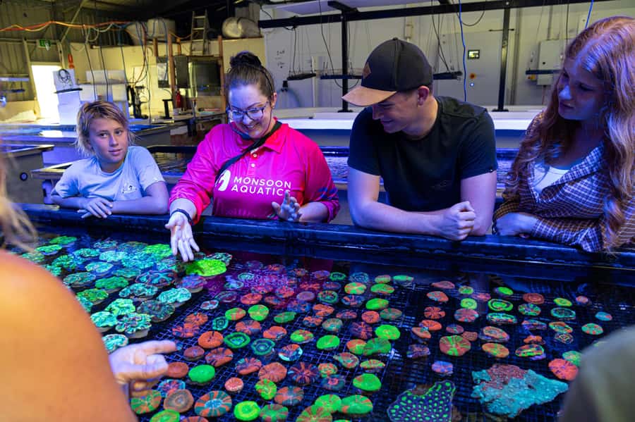 Bundaberg: Monsoon Aquatics Coral Farm Guided Tour - Key things to know before you go
