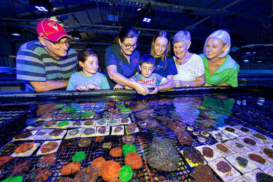 Bundaberg: Monsoon Aquatics Coral Farm Guided Tour - Watching coral feeding in real time