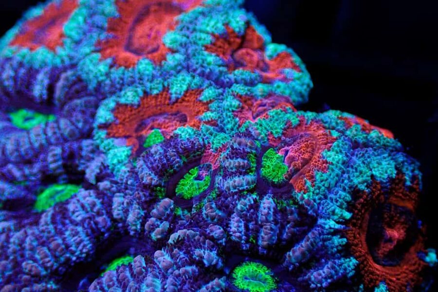 Bundaberg: Monsoon Aquatics Coral Farm Guided Tour - The clownfish collection brings colour at the end