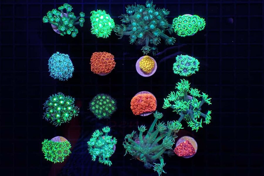 Bundaberg: Monsoon Aquatics Coral Farm Guided Tour - Who will enjoy this tour most