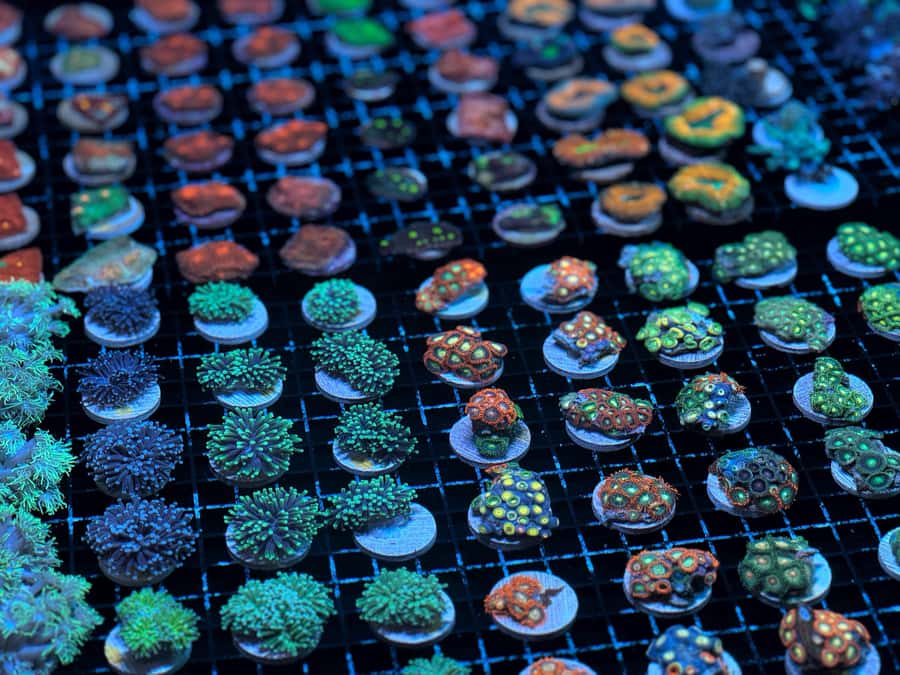 Bundaberg: Monsoon Aquatics Coral Farm Guided Tour - How to make the most of your hour