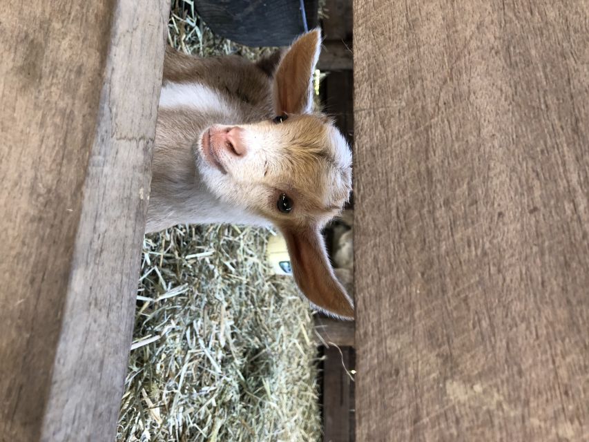 Bundaberg: Splitters Farm Guided Tour - What makes the animal stories worthwhile