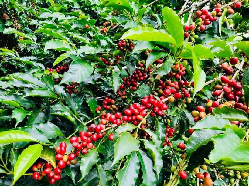 Buon Ma Thuot: Bean to Brew Coffee Farm Tour with Tasting - Organic and conventional farming side by side