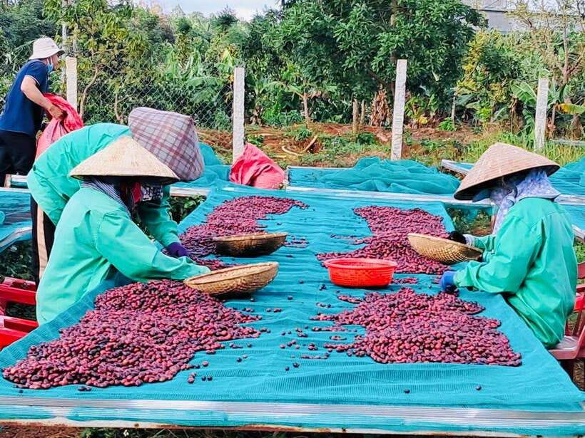 Buon Ma Thuot: Bean to Brew Coffee Farm Tour with Tasting - The final coffee tasting