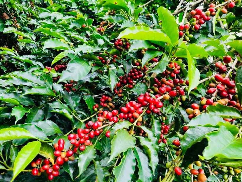 Buon Ma Thuot: Bean to Brew Coffee Farm Tour with Tasting - Is $18 a fair price?