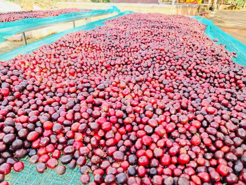 Buon Ma Thuot: Bean to Brew Coffee Farm Tour with Tasting - Language, access, and comfort