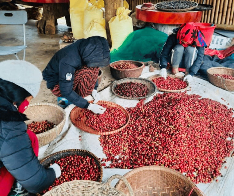 Buon Ma Thuot: Bean to Brew Coffee Farm Tour with Tasting - Who will enjoy this coffee farm visit