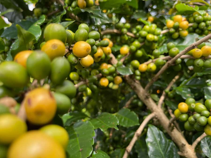 Buon Ma Thuot: Coffee Farm Tour (Bean to Brew) with Pickup - A working coffee garden, not just a photo stop