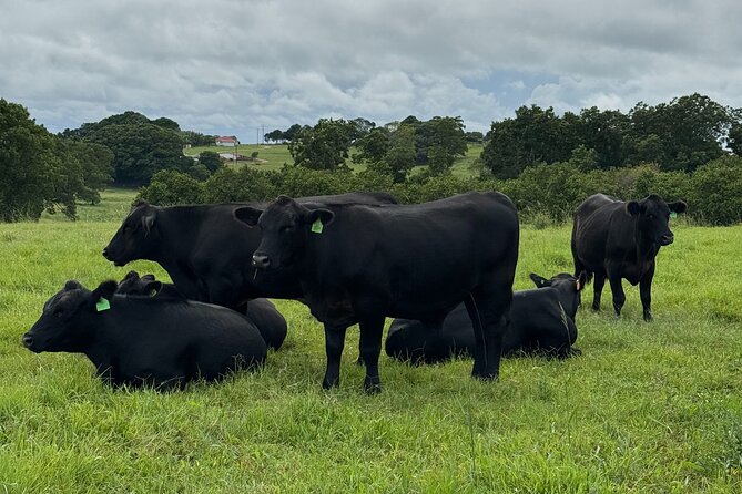 Byron Bay Day Tour: Lighthouse Sunset, The Farm and Hidden Trails - Who should book this experience