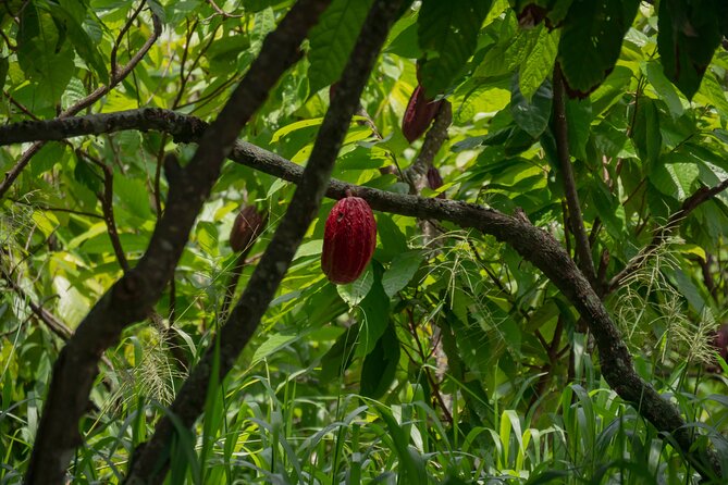 Cacao Farm Excursion Day Trip from Guayaquil - Seeing cacao before it becomes a chocolate bar