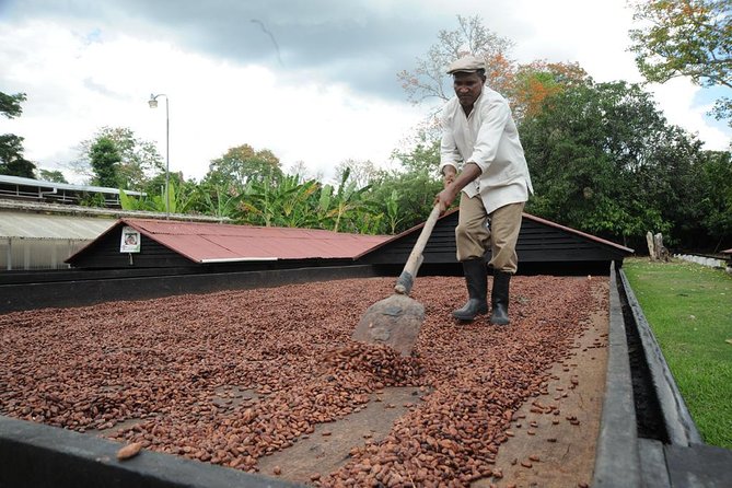 Cacao Plantation and Chocolate Factory Tour- Chocolate Lovers - From cacao seed to Dominican chocolate bar