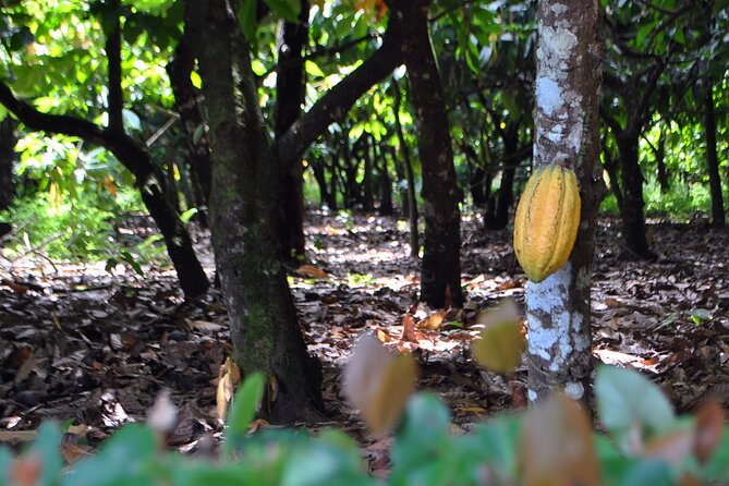 Cacao Plantation and Chocolate Factory Tour- Chocolate Lovers - El Sendero del Cacao, where the crop begins