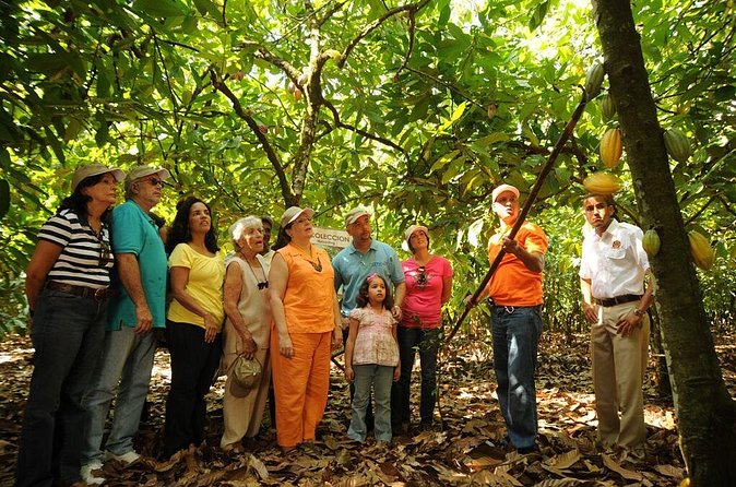 Cacao Plantation and Chocolate Factory Tour- Chocolate Lovers - Who will enjoy this chocolate tour most?