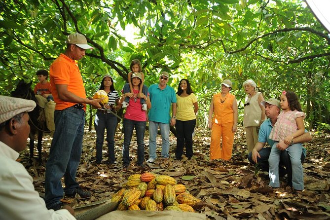 Cacao Plantation and Chocolate Factory Tour- Classic - Key points at a glance