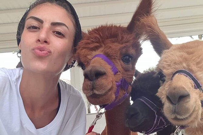 Calabrian Alpacas Sunset Beach Experiences Pizzo VV AlpacSelfies - Key points to know before booking
