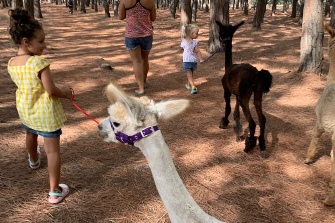 Calabrian Alpacas Sunset Beach Experiences Pizzo VV AlpacSelfies - The coastal views and the Stromboli possibility