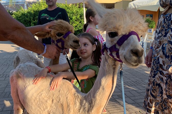 Calabrian Alpacas Sunset Beach Experiences Pizzo VV AlpacSelfies - Why the private format makes a difference
