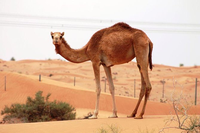 Camel Farm Visit - Dubai UAE - A Longer Camel Encounter Near Lahbab