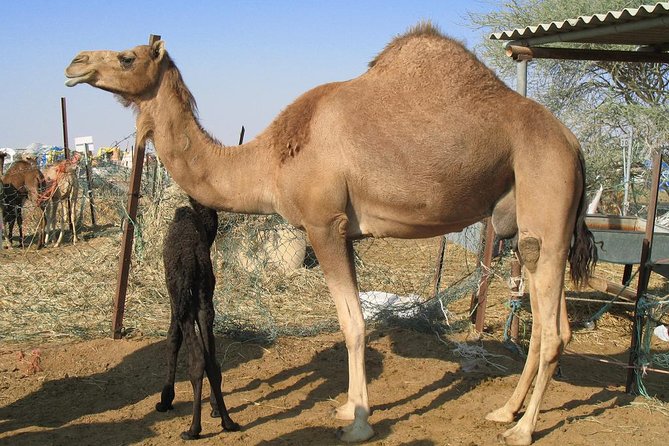 Camel Farm Visit - Dubai UAE - What Happens at the Camel Farm
