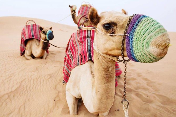 Camel Farm Visit - Dubai UAE - Why the Camel Time Has Real Value