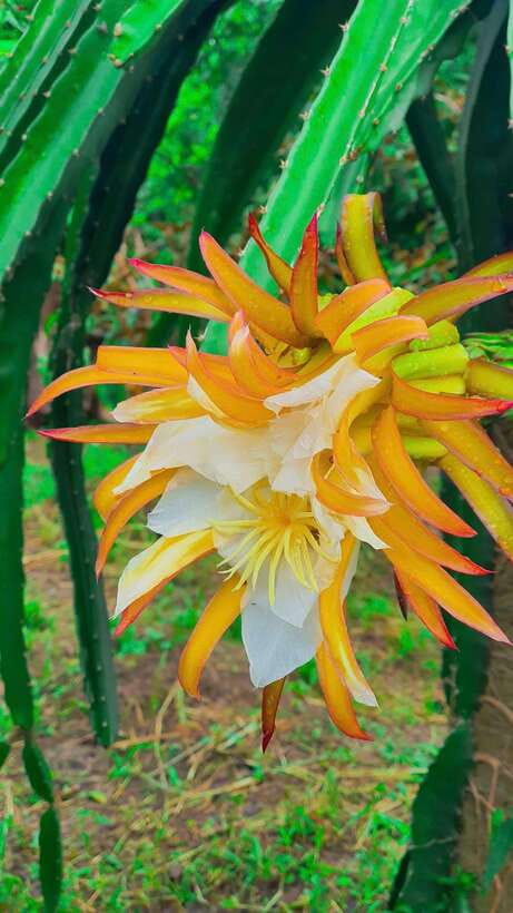 Can Tho: Countryside Cycling Tour with Cocoa Farm Visit - Inside Can Tho’s organic cocoa garden