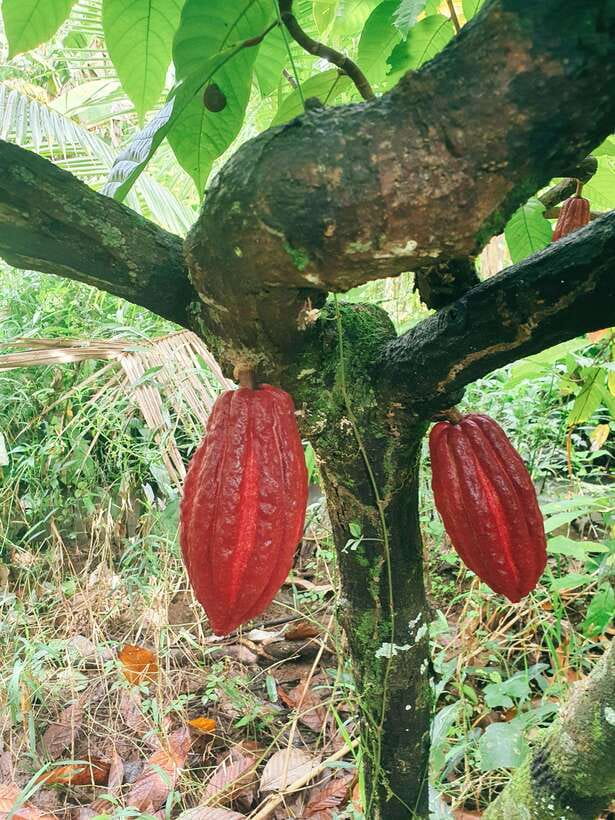 Can Tho: Countryside Cycling Tour with Cocoa Farm Visit - Duck farming and the everyday Mekong Delta