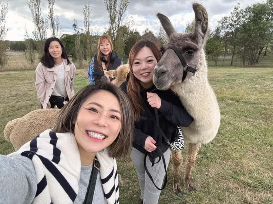 Canberra: Alpaca Adventure Farm Tour (morning tea included) - Key points at a glance