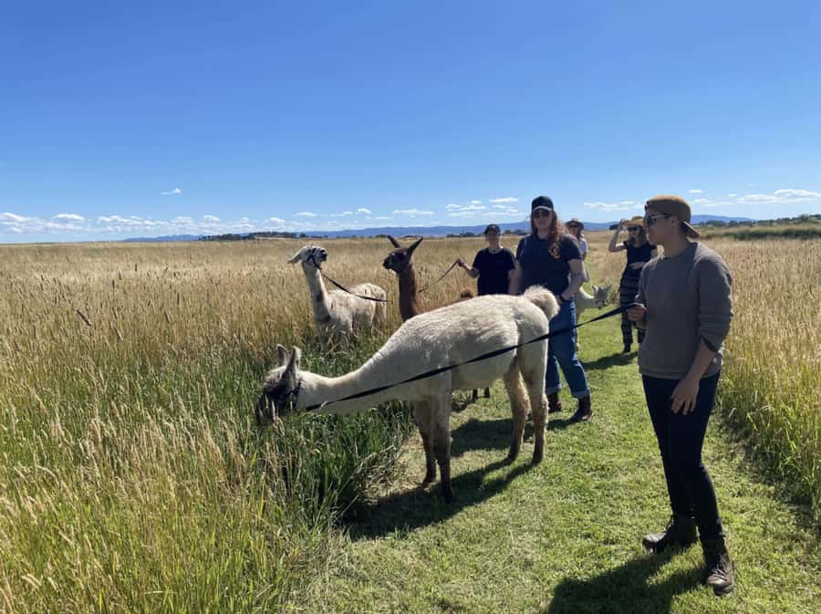 Canberra: Alpaca Adventure Farm Tour (morning tea included) - Walking the farm with an alpaca or llama