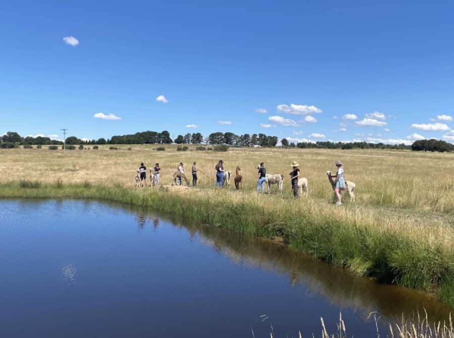 Canberra: Alpaca Adventure Farm Tour (morning tea included) - Morning tea beside the grazing herds
