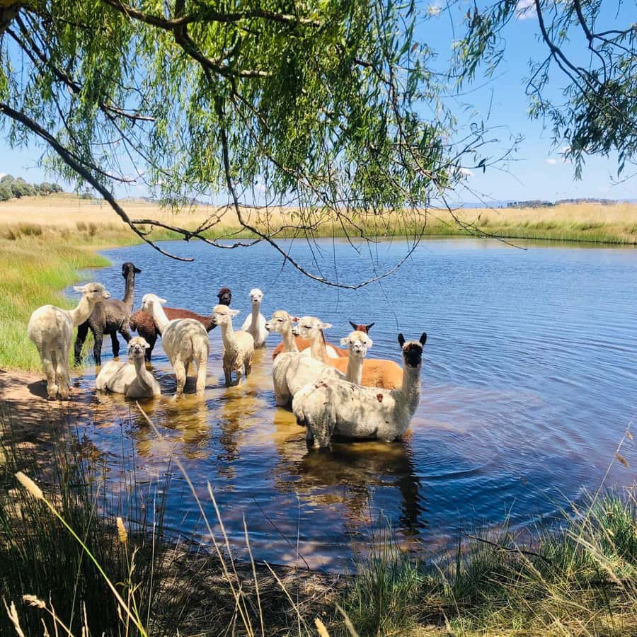 Canberra: Alpaca Adventure Farm Tour (morning tea included) - What the small group changes