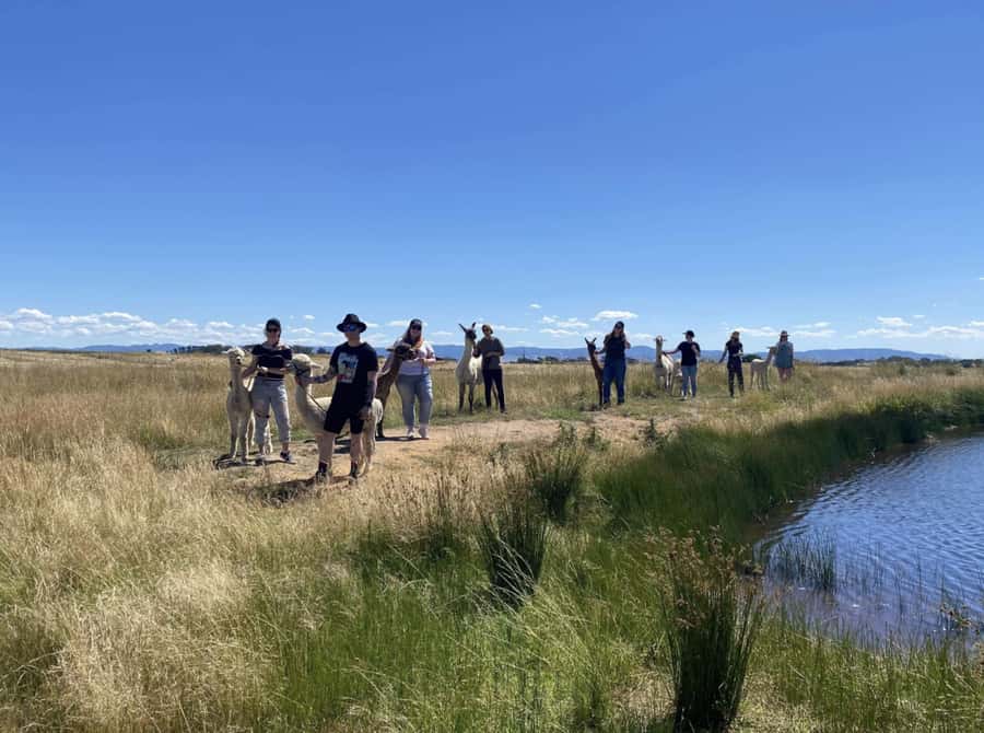 Canberra: Alpaca Adventure Farm Tour (morning tea included) - Is the $35 price good value?