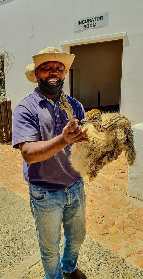 CAPE TOWN: OSTRICH RANCH QUAD BIKE RIDE & OSTRICH TOUR - Key points at a glance
