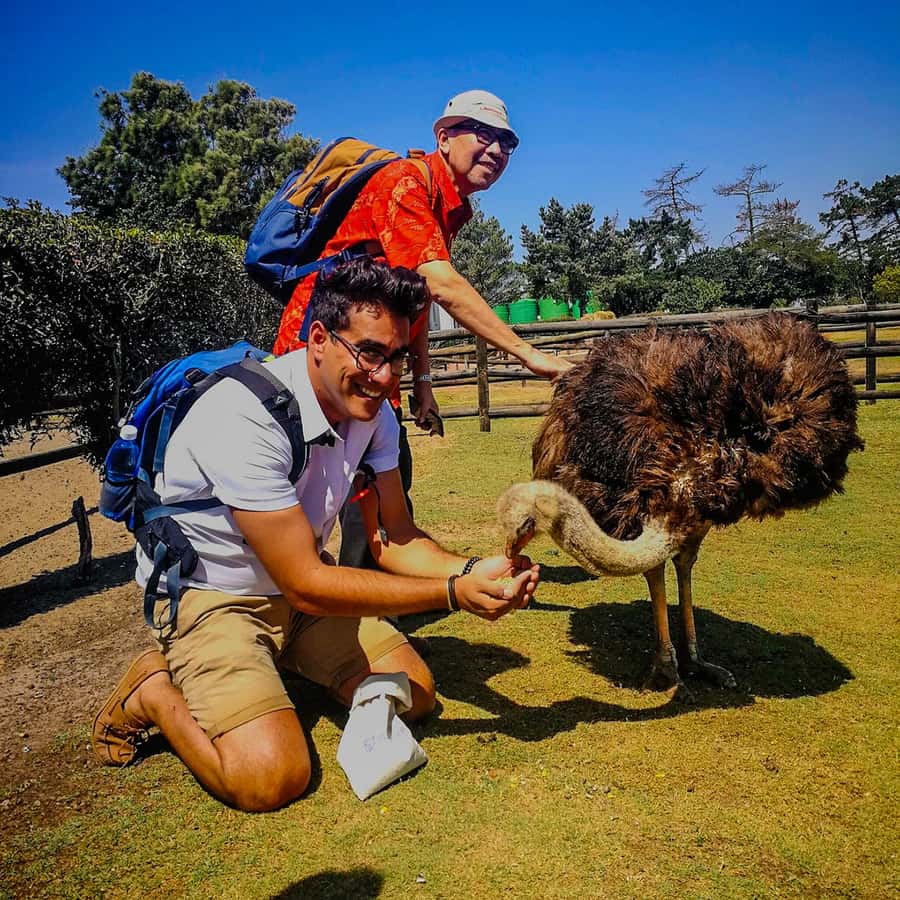 CAPE TOWN: OSTRICH RANCH QUAD BIKE RIDE & OSTRICH TOUR - Meeting the ostriches after the ride