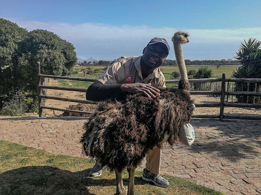 CAPE TOWN: OSTRICH RANCH QUAD BIKE RIDE & OSTRICH TOUR - A two-hour plan with one important warning