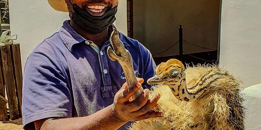 CAPE TOWN: OSTRICH RANCH QUAD BIKE RIDE & OSTRICH TOUR - Is $62 a fair price?