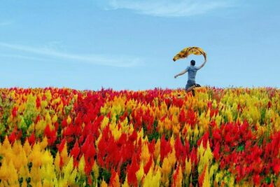 Private Twin City Tour +Temple of Leah + Sirao Flower Farm